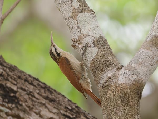 Wenkbrauwmuisspecht (Lepidocolaptes angustirostris)